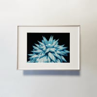 Atsushigraph「Light Thorns」ジークレー版画 (額装版) Preorder