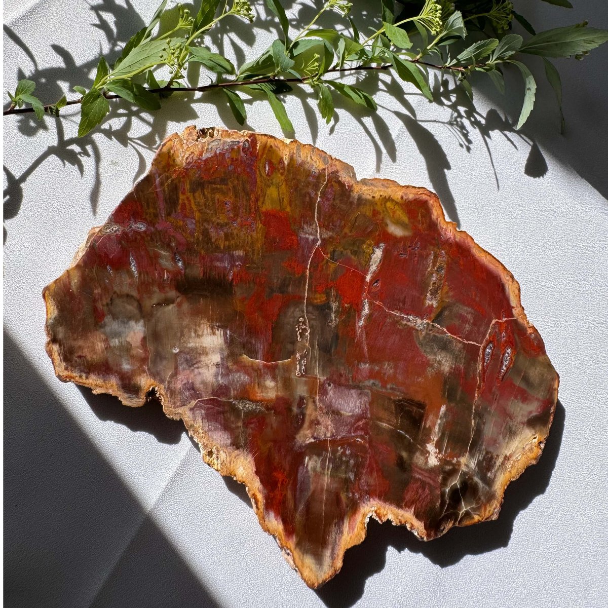 時を超えた大地の記憶 〜珪化木のプレート〜 | Studio Kururi