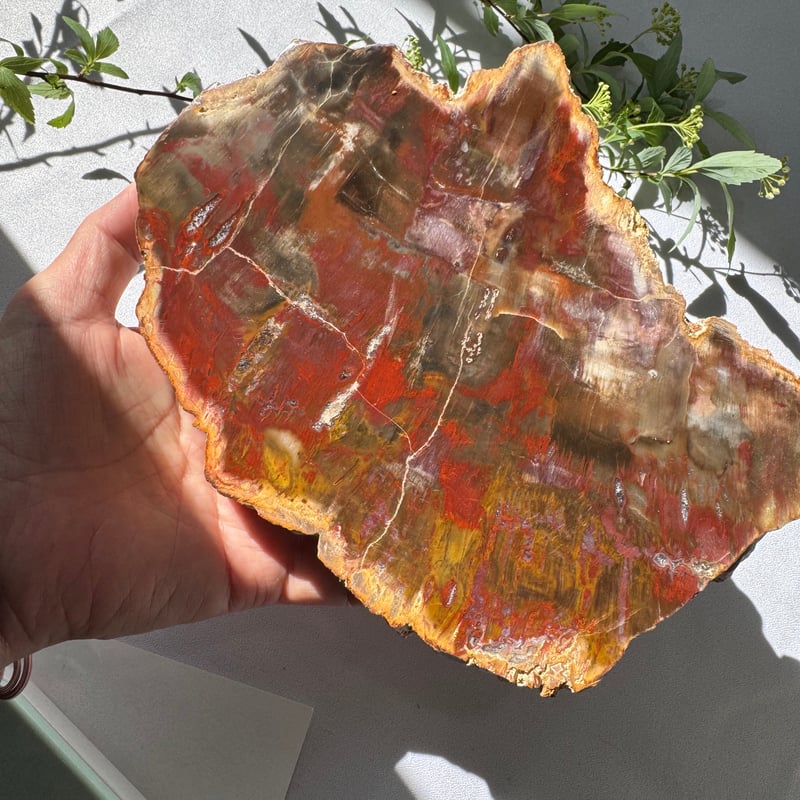 時を超えた大地の記憶 〜珪化木のプレート〜 | Studio Kururi