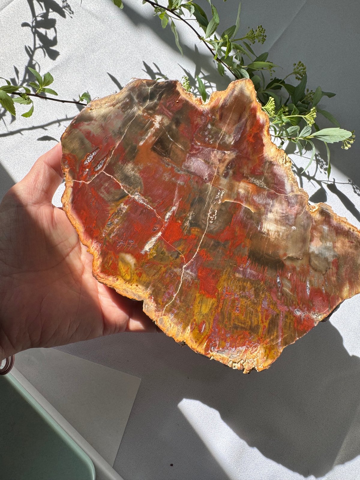 時を超えた大地の記憶 〜珪化木のプレート〜 | Studio Kururi