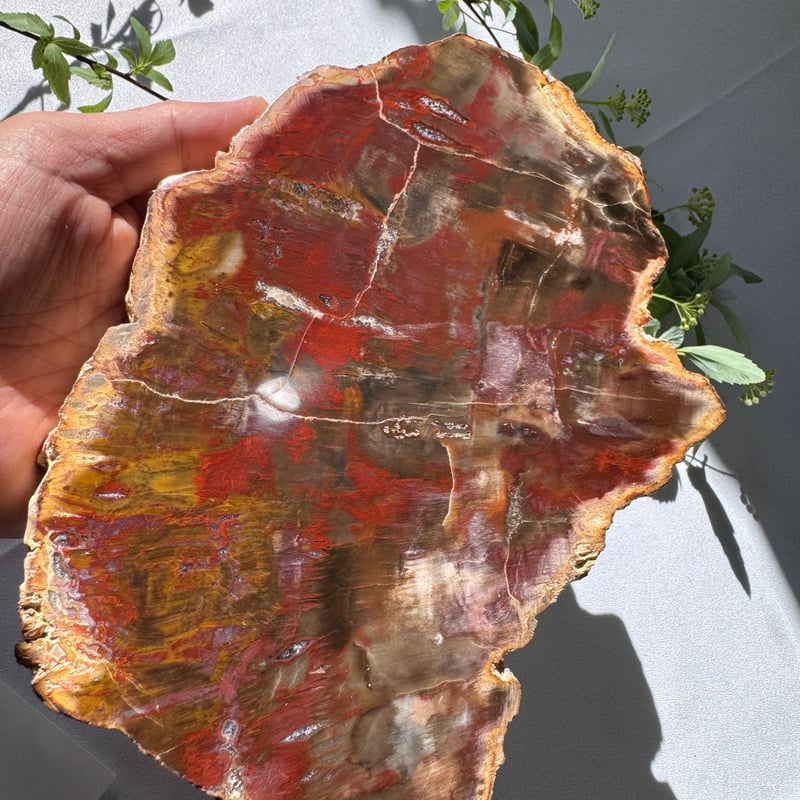 時を超えた大地の記憶 〜珪化木のプレート〜 | Studio Kururi