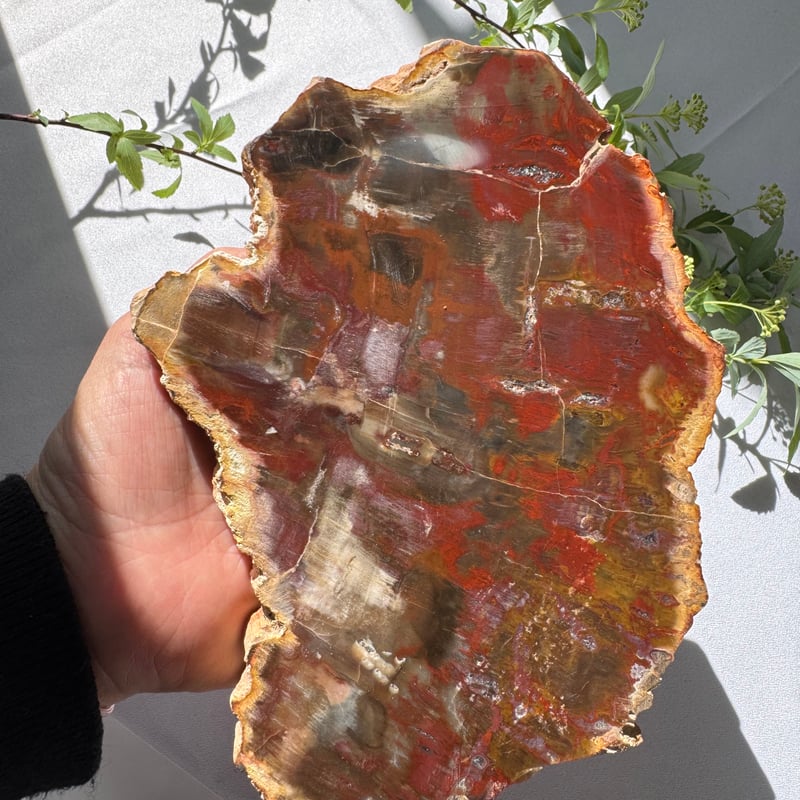 時を超えた大地の記憶 〜珪化木のプレート〜 | Studio Kururi