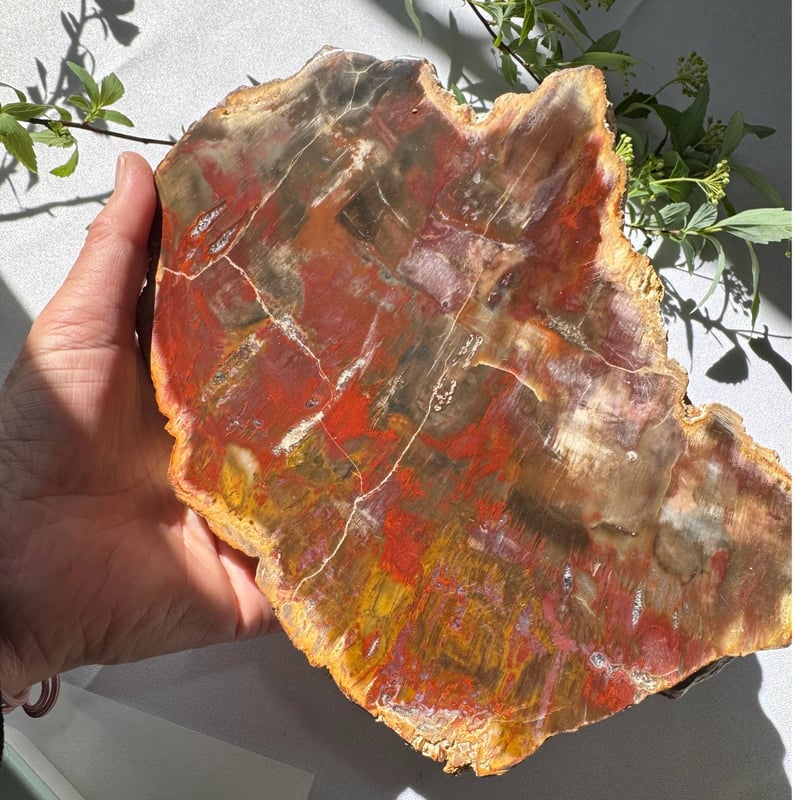 珪化木 OAK Petrified Wood 【珪化木 Accessory Tray 「WS001」】 ー