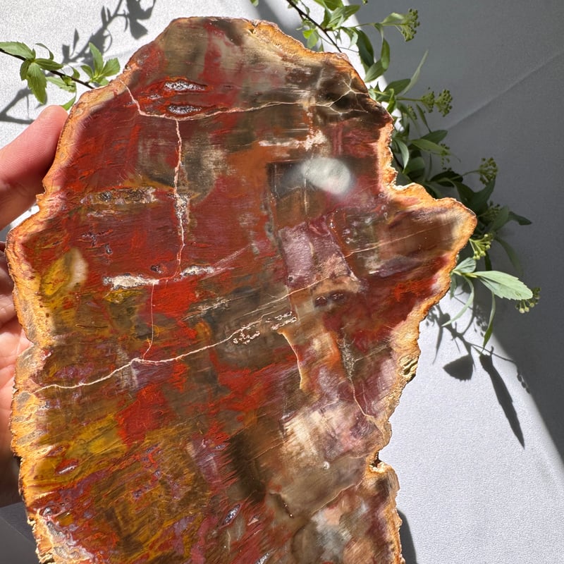 時を超えた大地の記憶 〜珪化木のプレート〜 | Studio Kururi