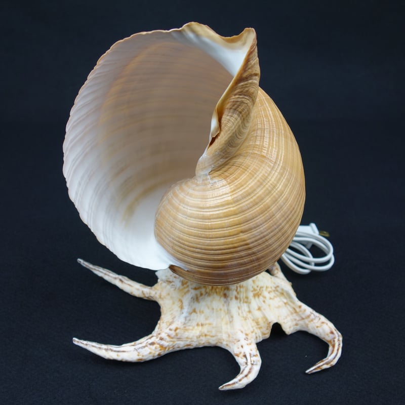 巻き貝のライト