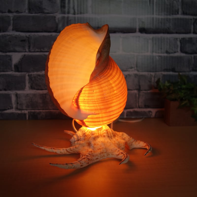 巻き貝のライト 巻き貝のライト