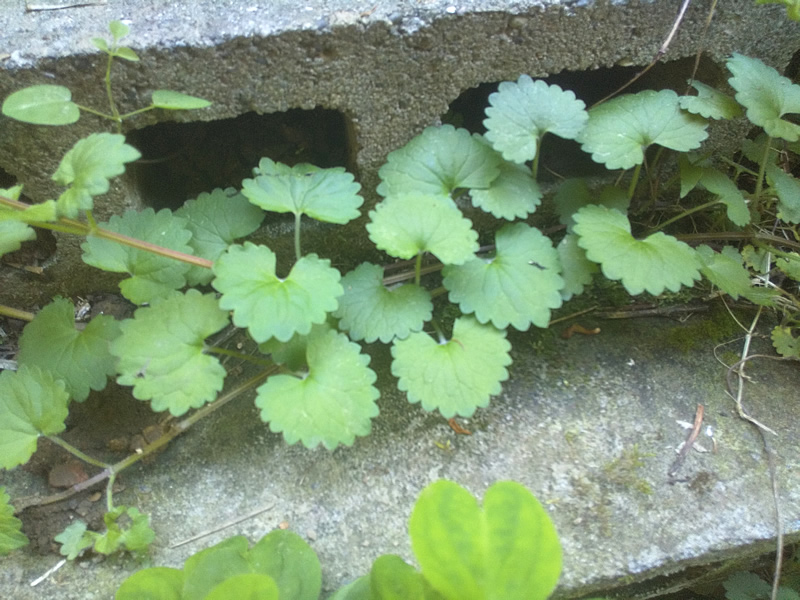 天然 カキドオシ 苗 10株 抜き苗 山菜 山野草 薬草 無農薬・無化学肥料