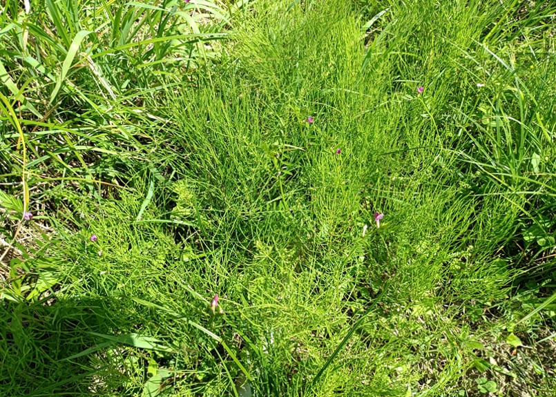 天然 スギナ 苗 10株 抜き苗 山菜 山野草 薬草 無農薬・無化学肥料