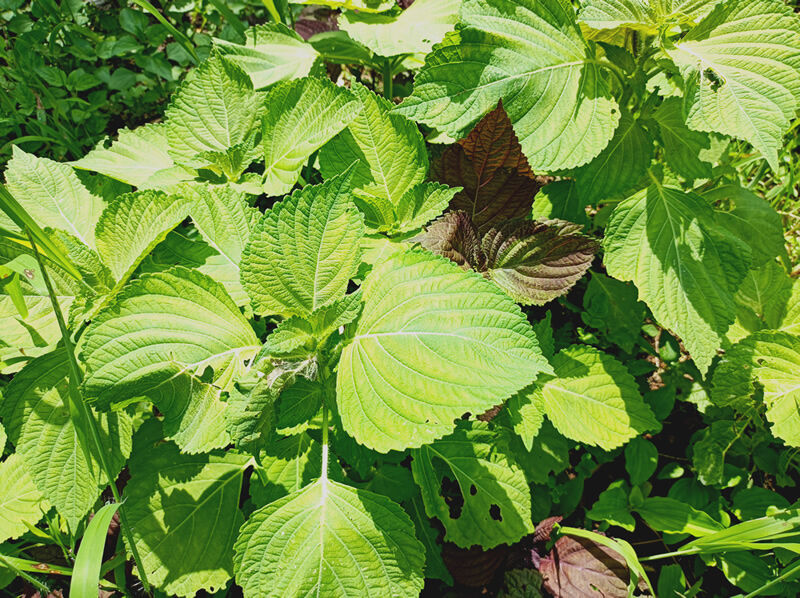 天然 エゴマ 葉っぱ 100g 無農薬・無化学肥料 山菜 野草 ハーブ | 自然