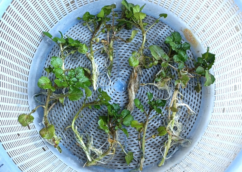 天然 クレソン(オランダガラシ) 苗 10株 抜き苗 山菜 山野草 薬草 無