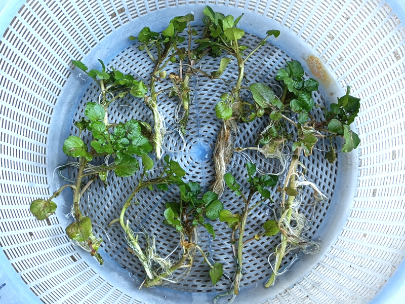 天然 クレソン(オランダガラシ) 苗 10株 抜き苗 山菜 山野草 薬草 無