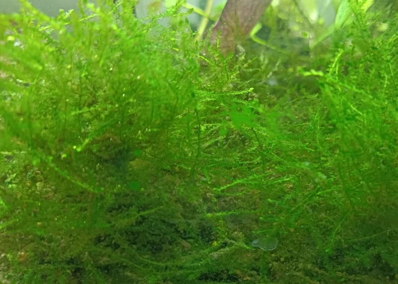 南米ウィローモス 1パック 完全無農薬 水草 水質浄化 | 自然の