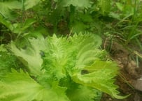 レモングラス 5株 苗+葉 抜き苗 無農薬・無化学肥料 野草 ハーブ