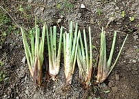 無農薬 レモングラス 抜き苗 3本  東京から発送☆ 無農薬 レモングラス 抜き苗 3本 東京から発送☆ 【公式通販】