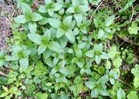 山採り 天然フウラン 風蘭、富貴蘭 ラン 山野草 | 自然のある暮らし