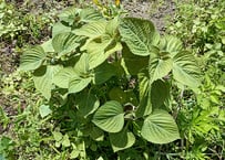 天然 ツワブキ 苗 10株 抜き苗 石蕗、艶蕗 山菜 山野草 | 自然のある暮らし