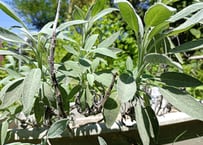 レモングラス 5株 苗+葉 抜き苗 無農薬・無化学肥料 野草 ハーブ