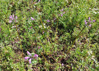 レモングラス 5株 苗+葉 抜き苗 無農薬・無化学肥料 野草 ハーブ