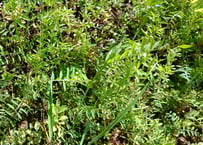 レモングラス 5株 苗+葉 抜き苗 無農薬・無化学肥料 野草 ハーブ