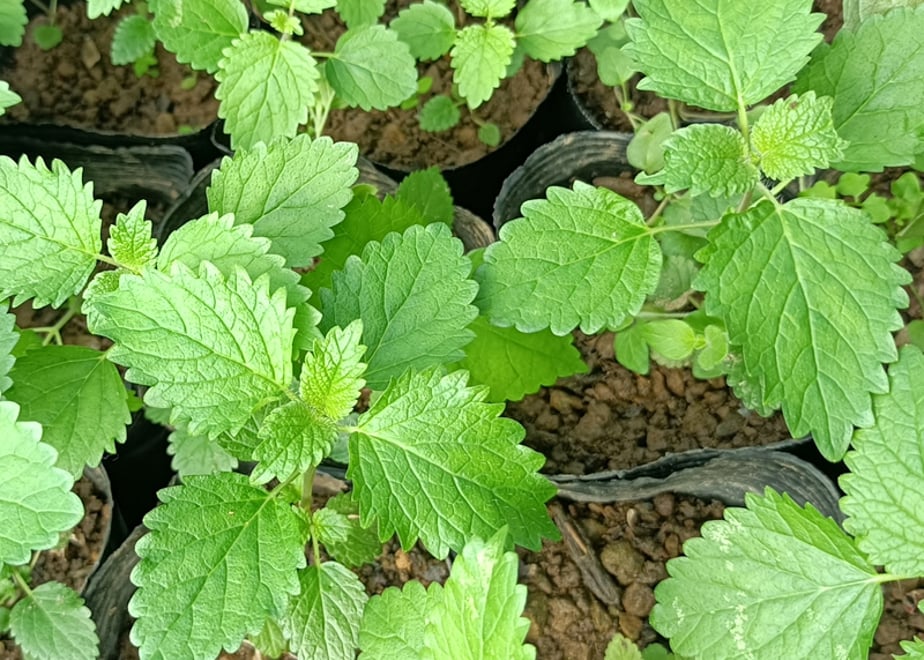 レモンバーム（メリッサ） 苗 10株 抜き苗 ハーブ 無農薬・無化学肥料 | 自然のある暮らし