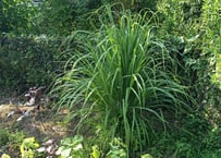 山採り 天然フウラン 風蘭、富貴蘭 ラン 山野草 | 自然のある暮らし