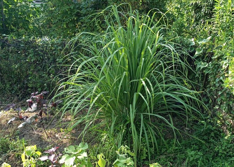 レモングラス 5株 苗+葉 抜き苗 無農薬・無化学肥料 野草 ハーブ