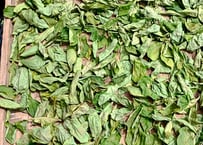 レモングラス 5株 苗+葉 抜き苗 無農薬・無化学肥料 野草 ハーブ