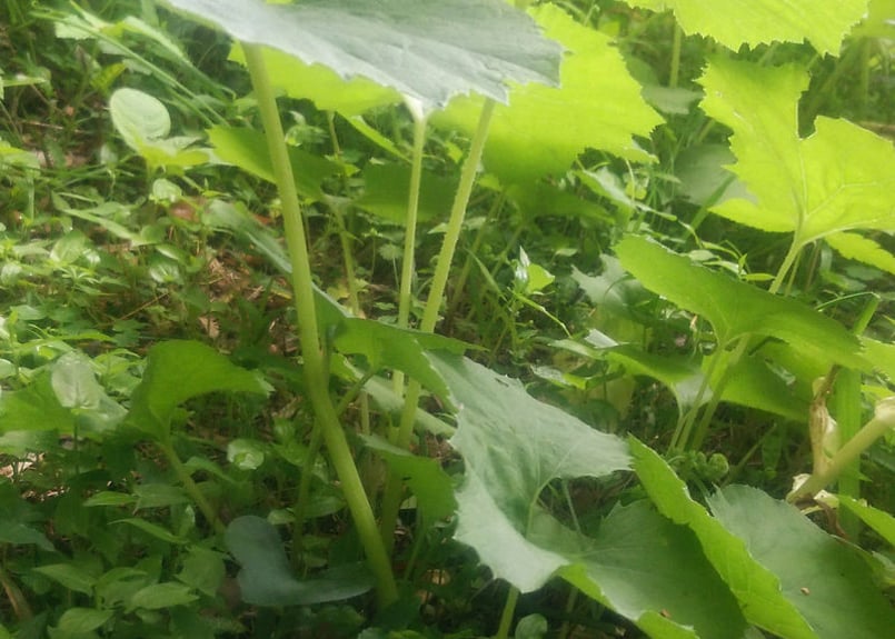 お魚さん大量抜き苗 今週の野菜とフルーツ（12/26更新）｜ISETAN