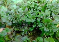 レモングラス 5株 苗+葉 抜き苗 無農薬・無化学肥料 野草 ハーブ