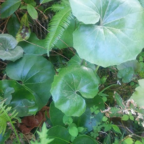 ✨ツワブキ 苗 6株 根付き✨抜き苗　山野草　農薬不使用　煮物がおいしいよ～ 苗 ツワブキ」の人気商品一覧 | 安い商品を通販サイトから探す