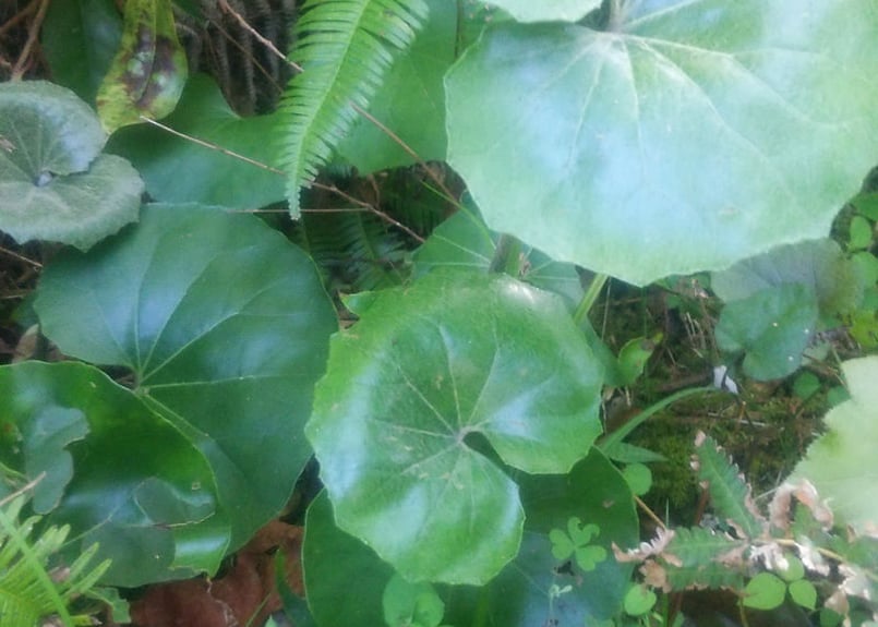 天然 ツワブキ 苗 10株 抜き苗 石蕗、艶蕗 山菜 山野草 | 自然のある暮らし