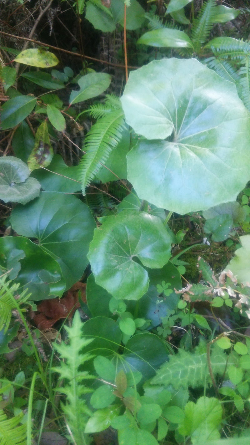 天然 ツワブキ 苗 10株 抜き苗 石蕗、艶蕗 山菜 山野草 | 自然のある暮らし