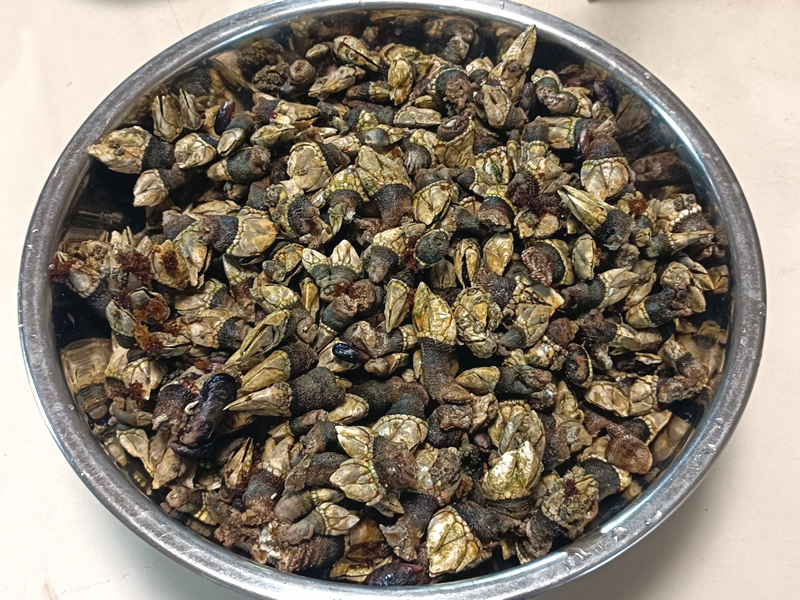 亀 水作 カメの浮き島 XL TI-33 90-120cm水槽対応 | 熱帯魚・水槽・飼育