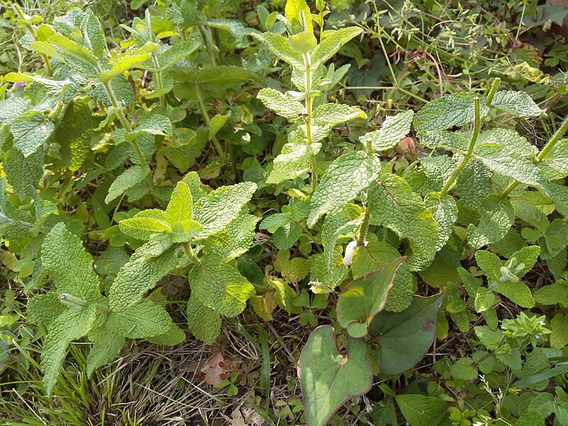 アップルミント 苗 10株 抜き苗 ハーブ 山菜 山野草 薬草 無農薬・無