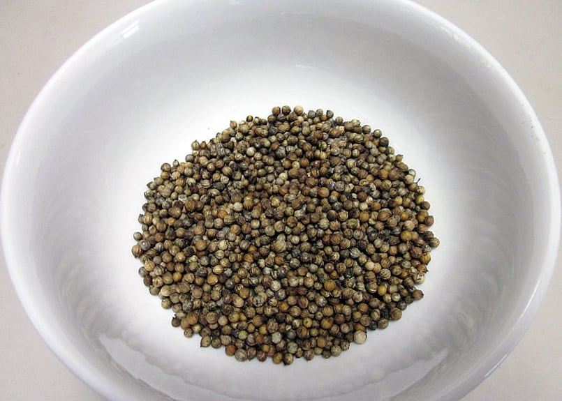 専用☆パクチー（大粒タイプ）の種【1kg】