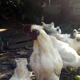自然のある暮らし
