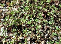レモングラス 5株 苗+葉 抜き苗 無農薬・無化学肥料 野草 ハーブ