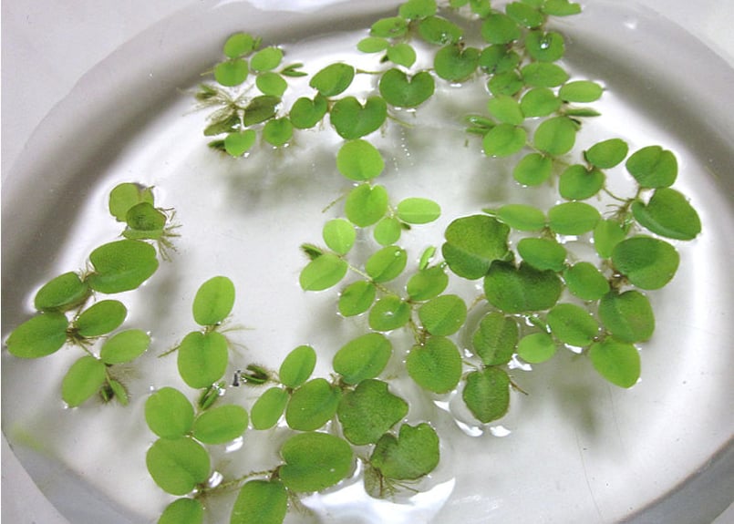 送料無料 オオサンショウモ 10株 新株 完全無農薬 浮草・水草 水質浄化