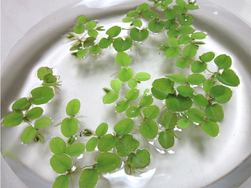 浮遊性水草(オオサンショウモ)150株 OSM001 Amazon.co.jp: （浮草）オオサンショウモ（無農薬）（10株