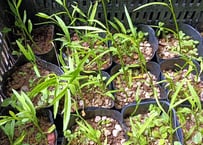 天然 ツワブキ 苗 10株 抜き苗 石蕗、艶蕗 山菜 山野草 | 自然のある暮らし