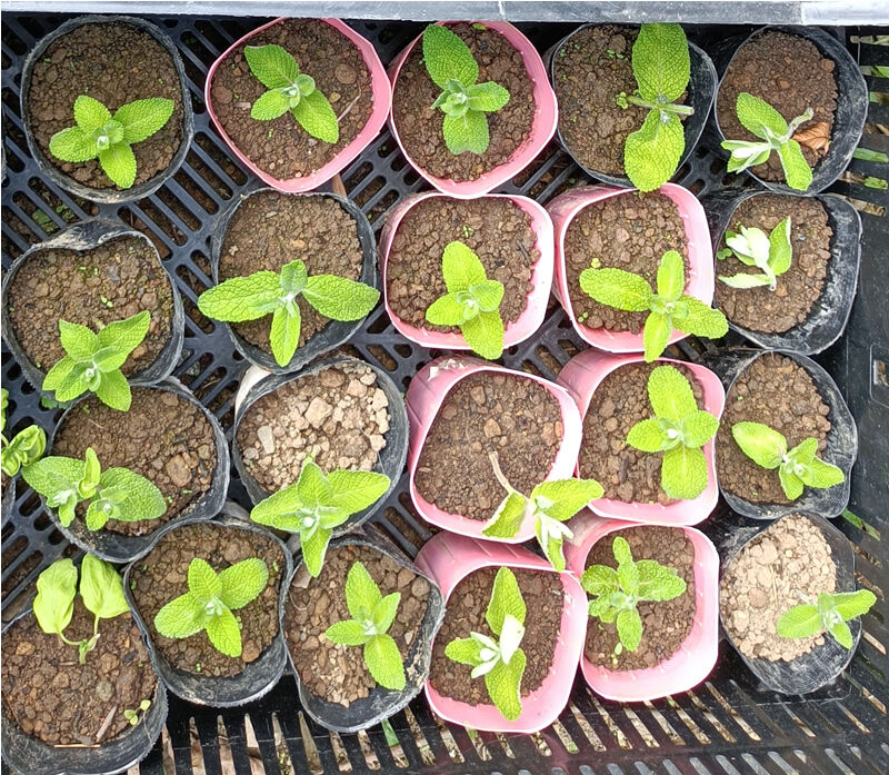 フレンチブルドッグ様確認用　無農薬　アップルミント苗 フレンチブルドッグ様確認用 無農薬 アップルミント苗 フレンチ