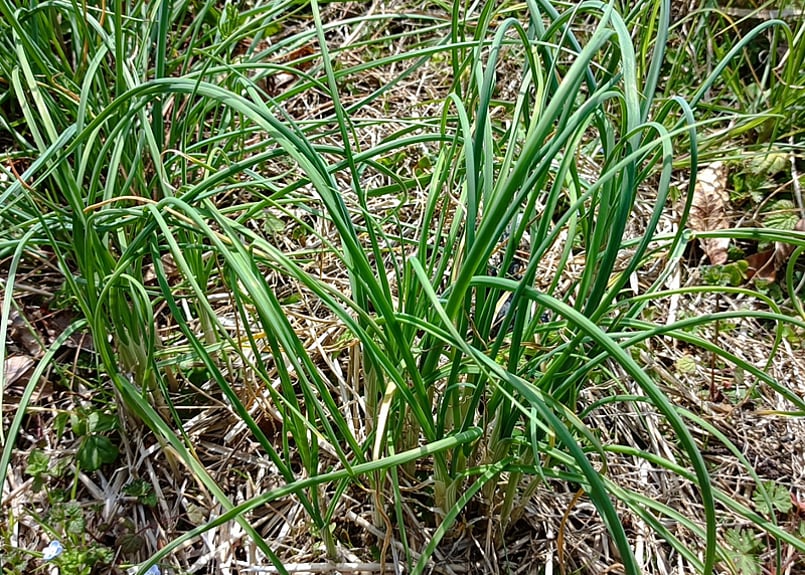天然 ノビル(野蒜) 苗 10株 抜き苗 山菜 山野草 薬草 無農薬・無化学