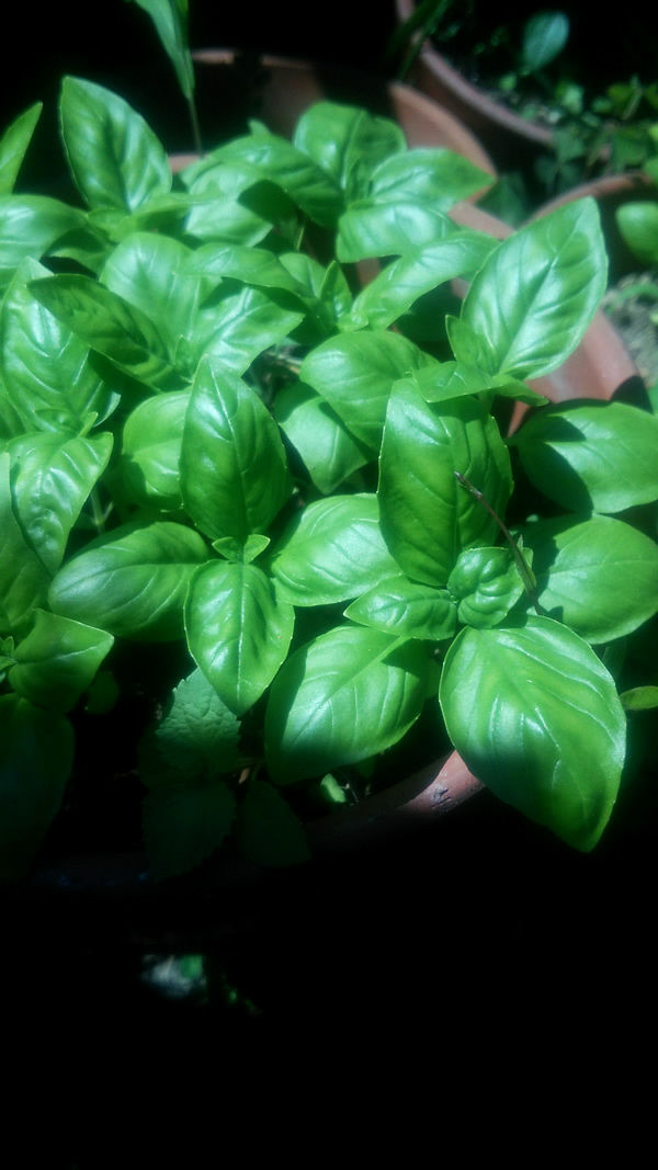 スウィート・バジル 苗 15株 抜き苗 ハーブ 無農薬・無化学肥料