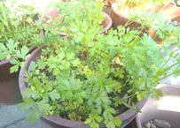 山採り 天然フウラン 風蘭、富貴蘭 ラン 山野草 | 自然のある暮らし