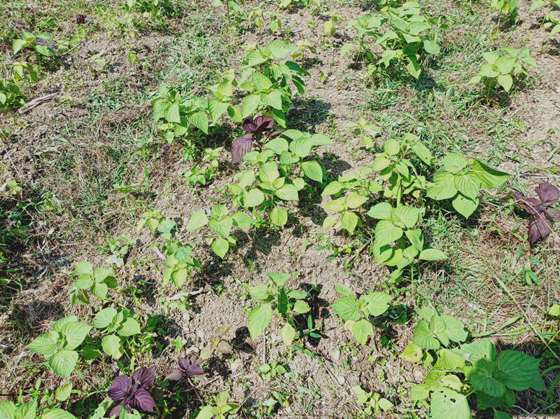 無農薬 えごま本３本 ポットのまま発送 エゴマ えごまの苗 料理 苗 野菜 無農薬 えごま本3本 ポットのまま発送 エゴマ えごまの苗 料理