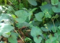 レモングラス 5株 苗+葉 抜き苗 無農薬・無化学肥料 野草 ハーブ