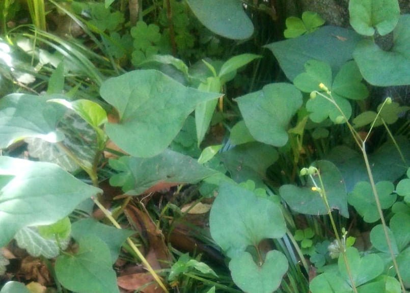 天然 ドクダミ 苗 10株 抜き苗 蕺草 山菜 山野草 薬草 無農薬・無化学 