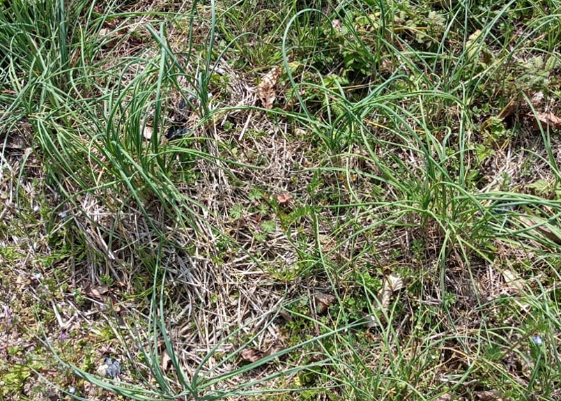 天然 ノビル(野蒜) 苗 10株 抜き苗 山菜 山野草 薬草 無農薬・無化学
