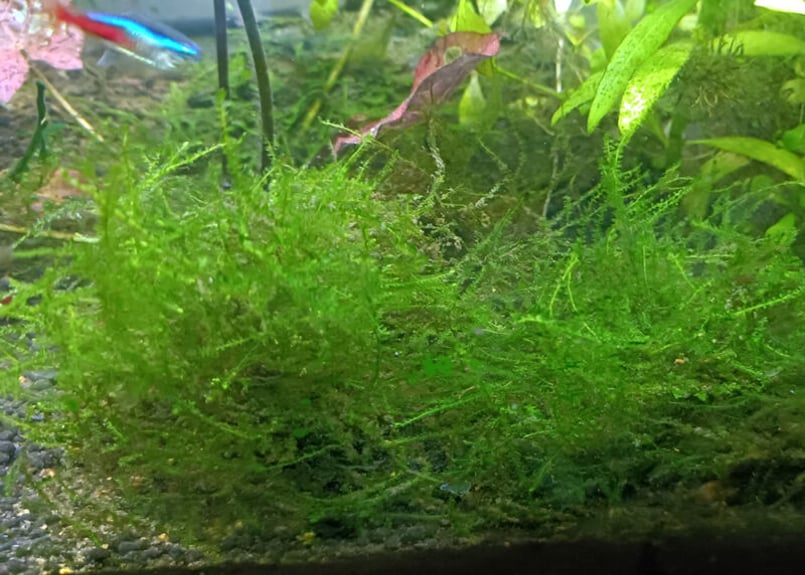 ウィローモス　100g 水草　無農薬 水草 ウィローモス 約10g（無農薬） 国産 金魚藻【ゆうパケット
