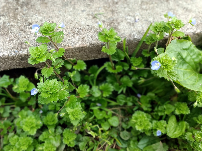 天然 オオイヌノフグリ 苗 20株 抜き苗 山菜 山野草 薬草 無農薬・無